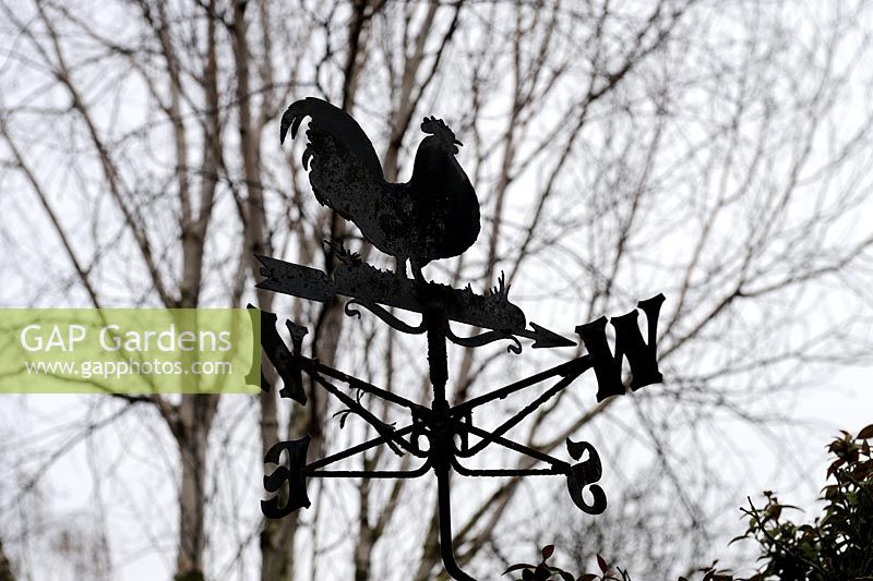 Cockerel weather vane silhouetted agaist winter trees