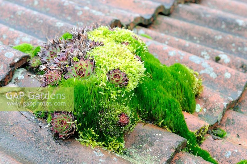 Sempervivums growing with mosses on clay tiles