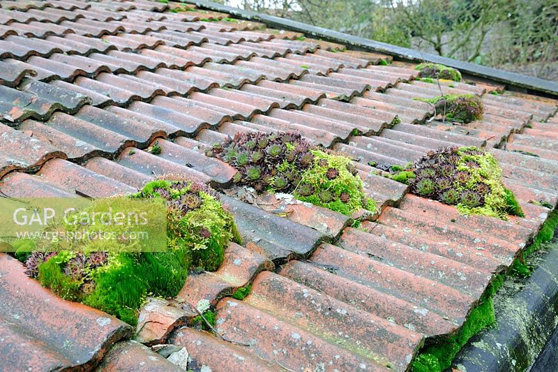 Sempervivums growing with mosses on clay tiles