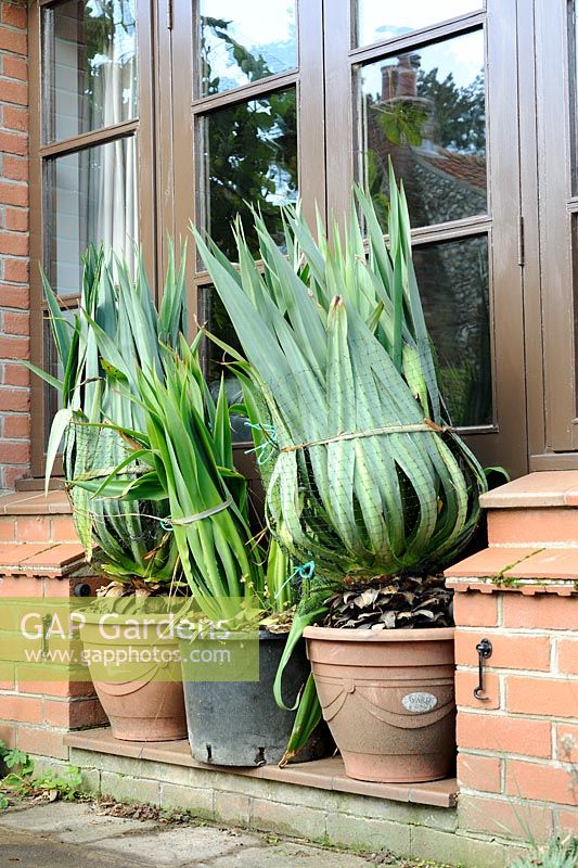 Plants tied up to protect against frost, October