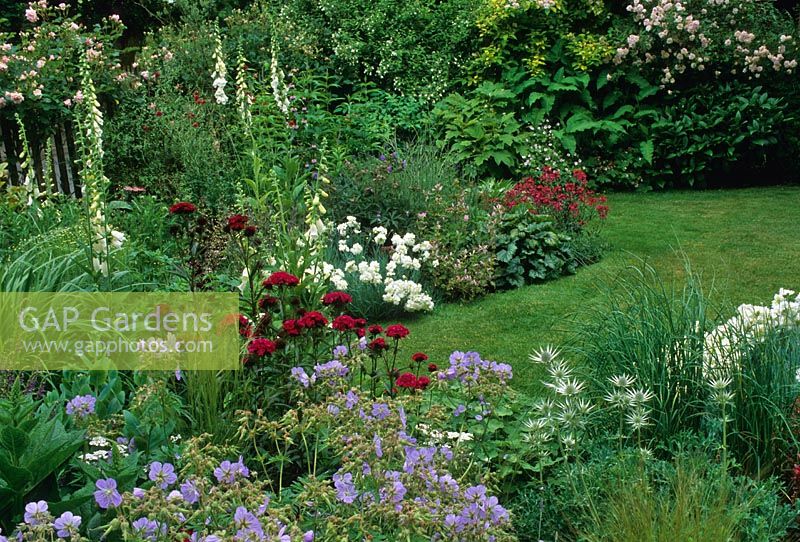 Cottage garden border in summer with planting of perennials, grasses and shrubs including Geranium, Digitalis, Stipa tenuissima, Eryngium, Dianthus barbartus, Miscanthus and Rosa 'Felicia'
