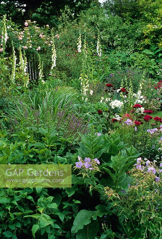 Cottage garden border in summer with planting of perennials, grasses and shrubs including Geranium, Digitalis, Verbascum, Stipa tenuissima, Eryngium, Dianthus barbartus, Miscanthus and Rosa 'Felicia'