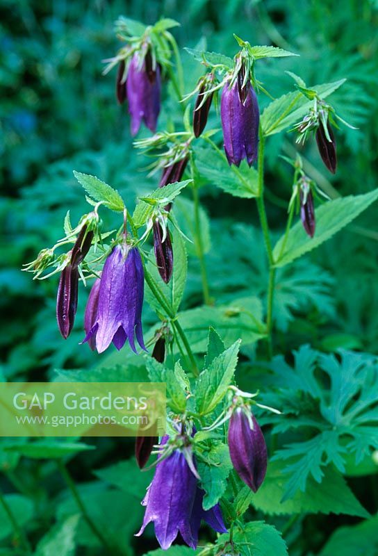 Campanula 'Sarastro'