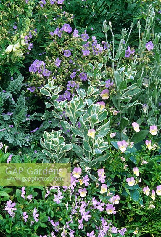 Silver border planting detail including Geranium 'Mrs Kendal Clarke', Viola cornuta, Digitalis, Hosta and Sedum