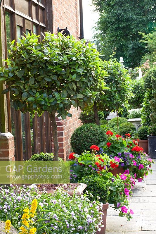 Pots of Laurus nobilis - Bay trees underplanted with bedding plants