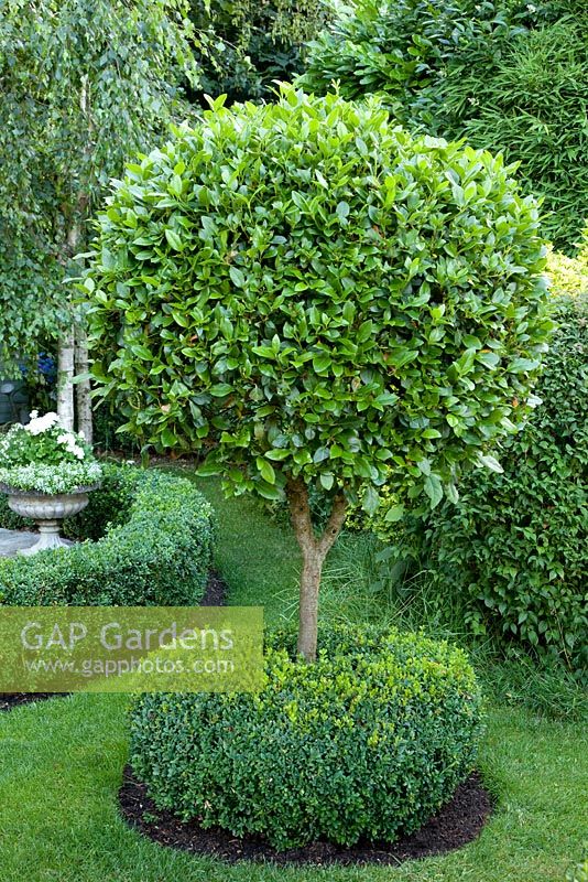 GAP Gardens - Prunus lusitanica grown as standard with Buxus - Box ...