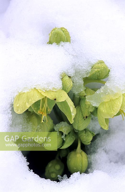 Helleborus argutifolius flower in snow