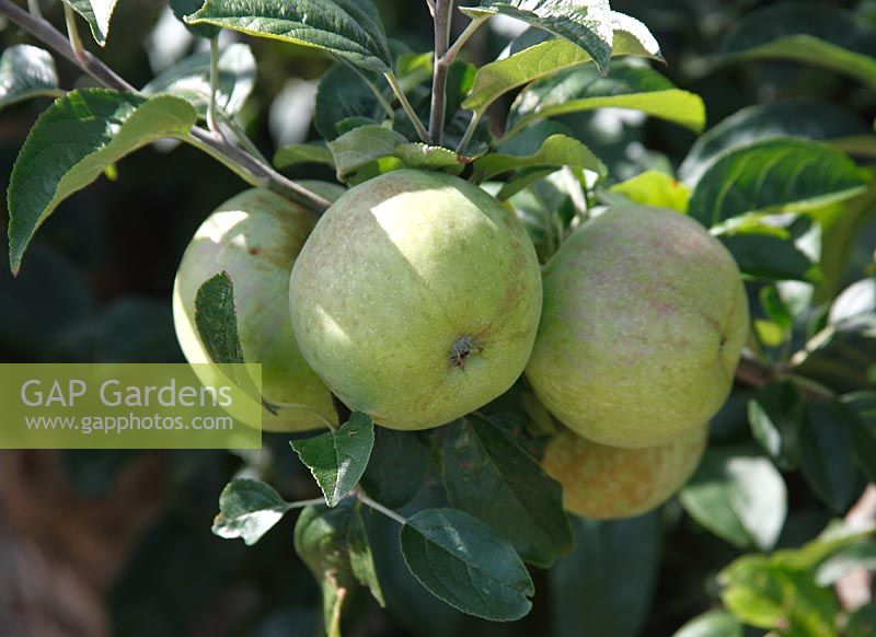 Malus domestica 'Eynsham Dumpling' - Apple