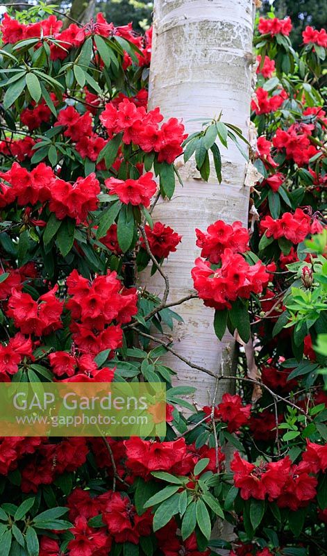 Rhododendron 'Matador' blooming against the white bark of Betula 'Jermyns'