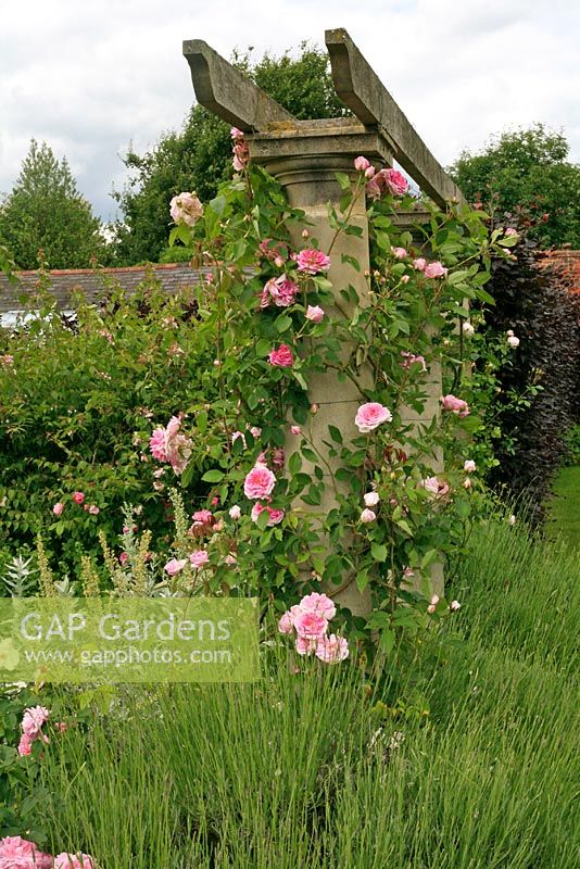 Rosa 'Blairii Number Two' growing up a stone column capped with timber beams and underplanted with lavender - Coughton Court Rose Garden