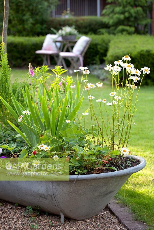 Old tin bath used as planter
