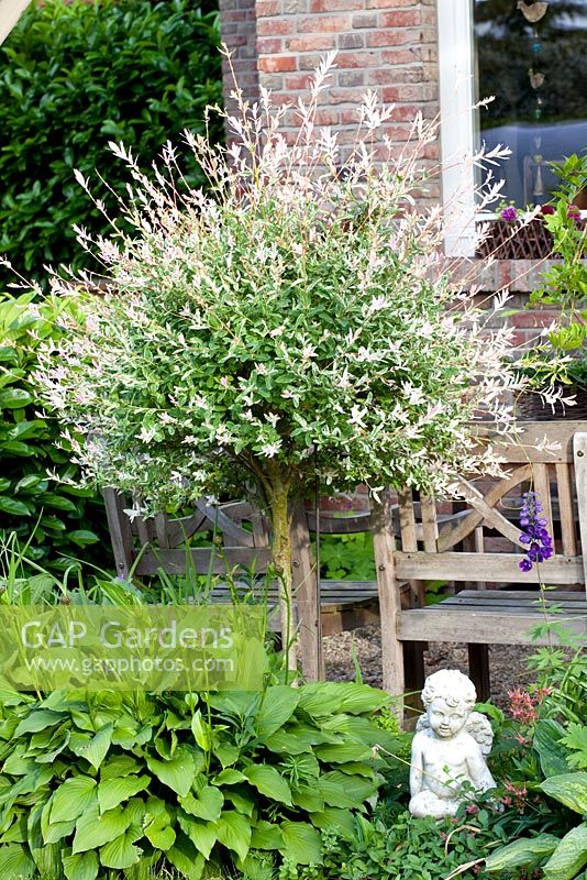 Salix integra 'Hakuro Nishikii' and Hosta 