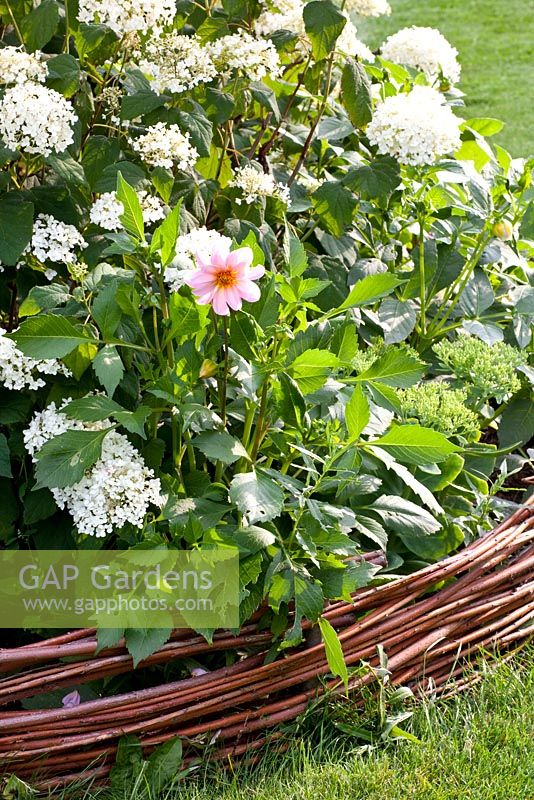 Hydrangea arborescens 'Annabelle' and Dahlia in flowerbed edged with willow