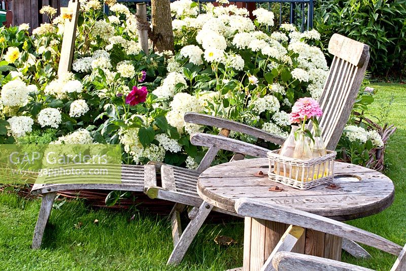 Wooden recliners and table near flowerbed with Hydrangea arborescens 'Annabelle' 