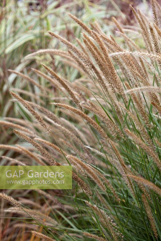 Pennisetum orientale 'Tall Tails'