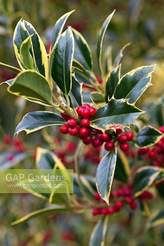 Ilex aquifolium 'Pyramidalis Aureomarginata'