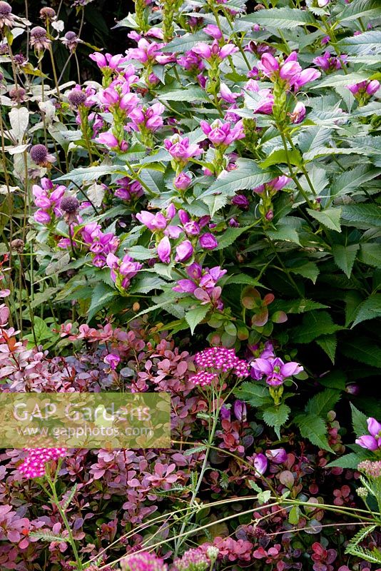 Physostegia and Berberis thunbergii 'Atropurpurea Nana'