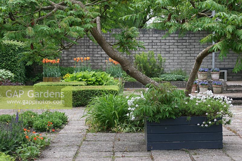 Gardens of Mien Ruys Holland with tree in square wooden planter and clipped topiary cubes