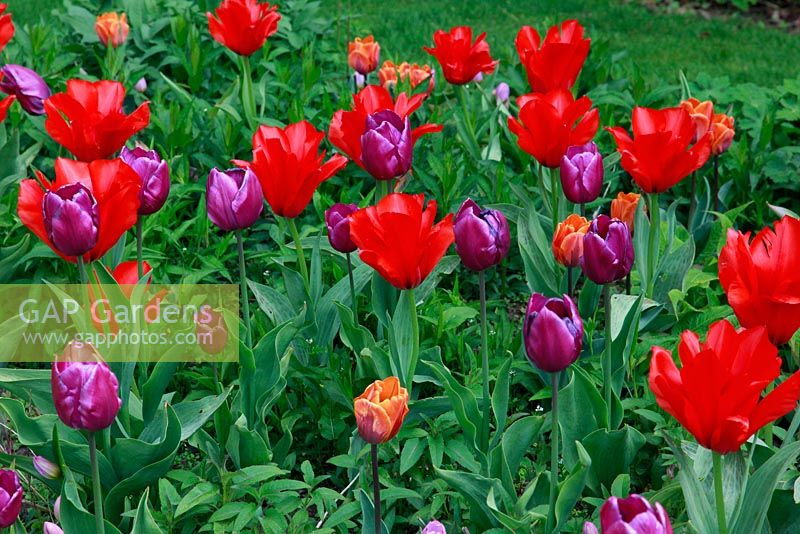 Tulipa 'Purple Prince', Tulipa 'Princesse Charmante' and Tulipa 'Princess Irene'
