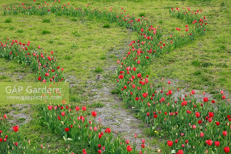 Dutch spring garden with Tulipa 'Bastogne', Tulipa 'Dyanto', Tulipa 'Kingsblood', Tulipa 'World Expression', Tulipa 'Darwin- Hybrid', Tulipa 'Grand Perfection Triumph', Tulipa 'Miss Holland', Tulipa 'Couleur Cardinal' and Tulipa 'Red Present' planted in curvy lines in the lawn