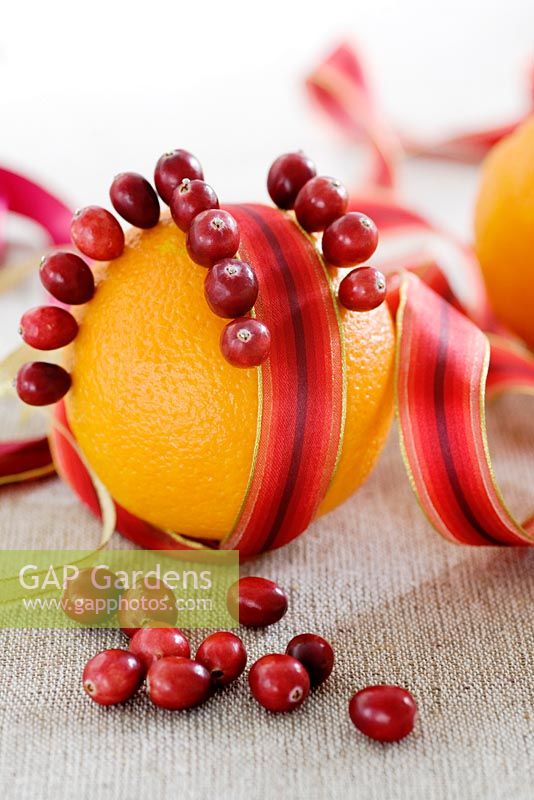 Making a Cranberry and Orange pomander for Christmas -  putting the cranberries on the orange following the line of the ribbon