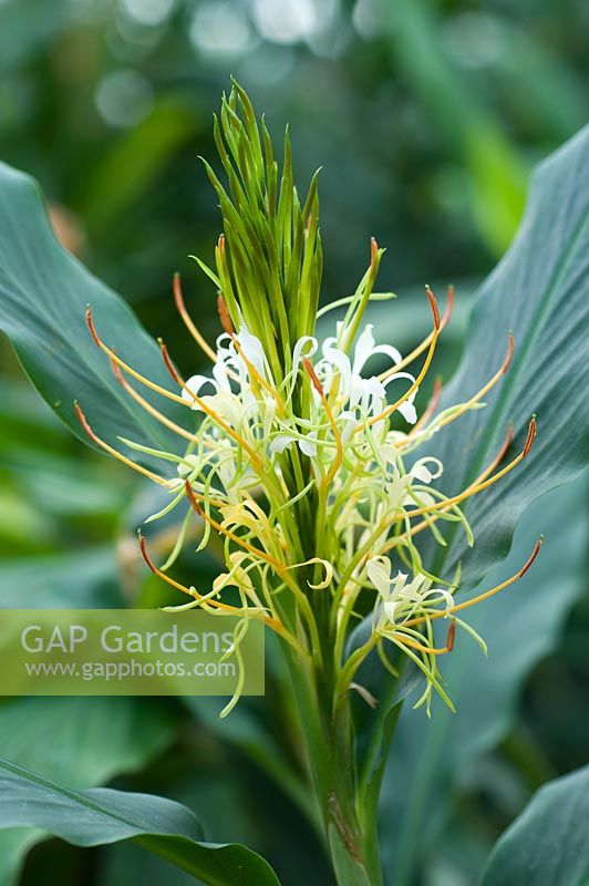 Hedychium gomezianum - Ginger Lily