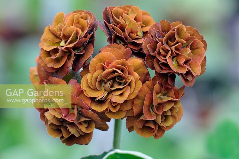 Primula auricula 'Forest Pecan', Double flowered