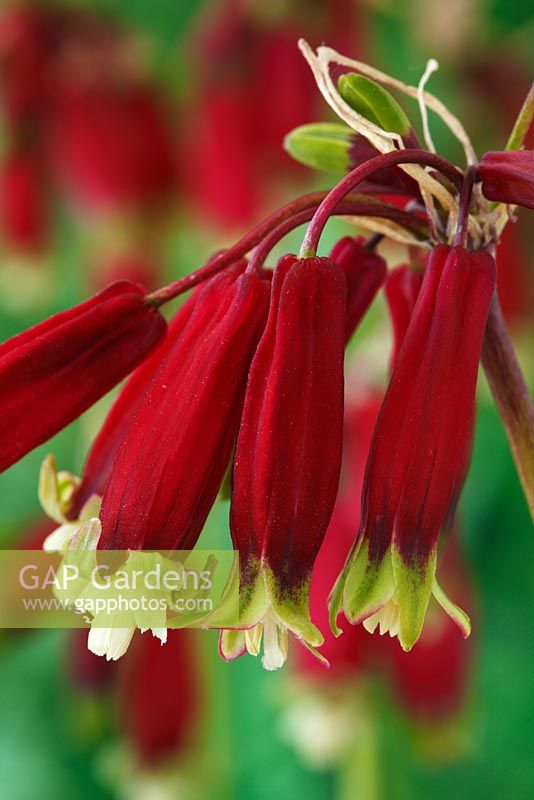 Dichelostemma ida-maia - Californian firecracker, Crimson Californian Hyacinth, June