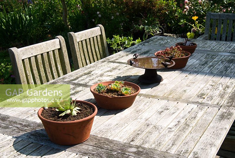 Pots of Sempervivums and birds water bowl on wooden table. Sandhill Farm House, Hampshire.