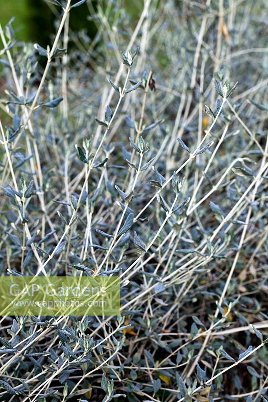 Silver leaved shrub. The Field. Il Bosco Della Ragnaia, San Giovanni D'Asso, Tuscany, Italy, October. 
