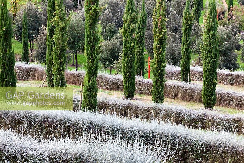 Rows of conifers and low evergreen hedges. The Field. Il Bosco Della Ragnaia, San Giovanni D'Asso, Tuscany, Italy, October. 
 