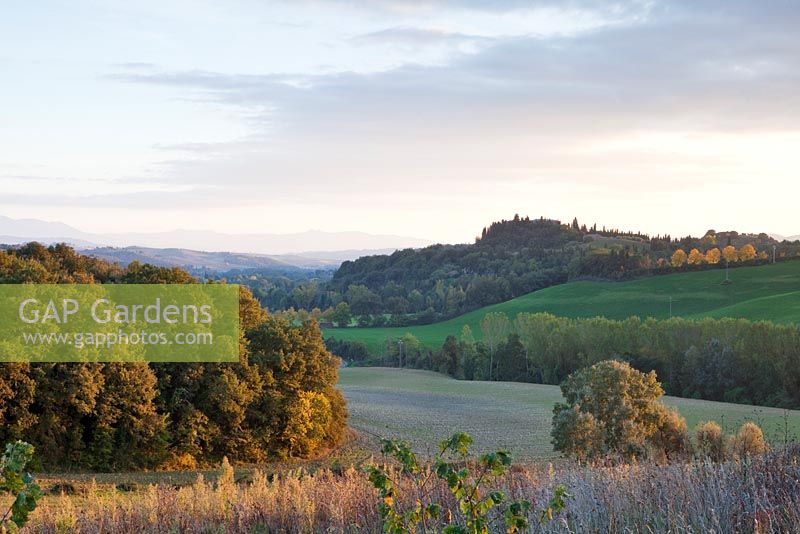 The Tuscan landscape. Il Bosco Della Ragnaia, San Giovanni D'Asso, Tuscany, Italy- The Field. October.