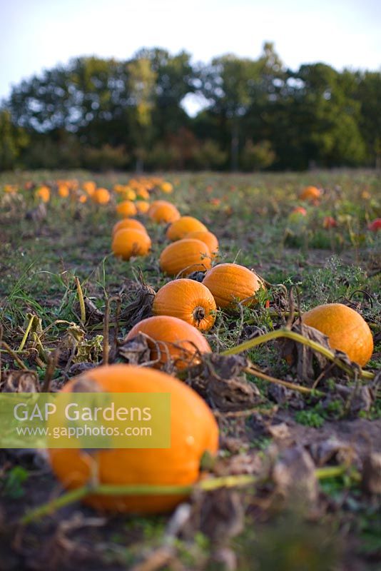 Pumpkins in field, organically grown
