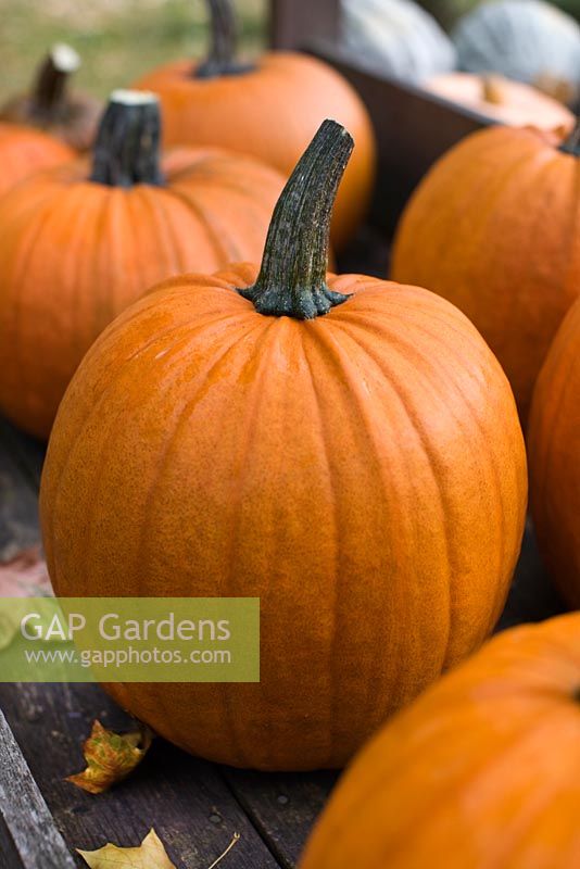 Cucurbita - Pumpkin 'Connecticut Field', organically grown
