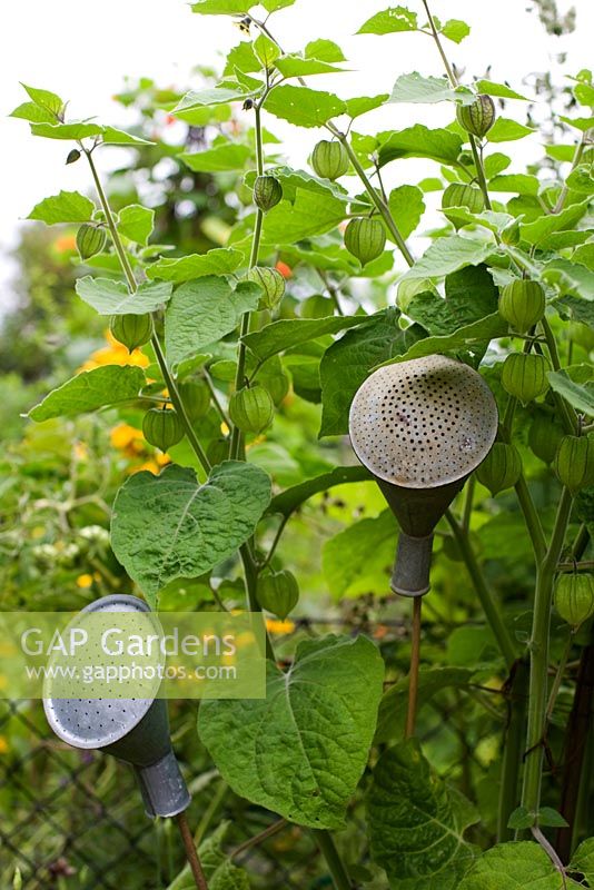 Physalis and sprinkler tops from watering cans placed on sticks for decoration in garden