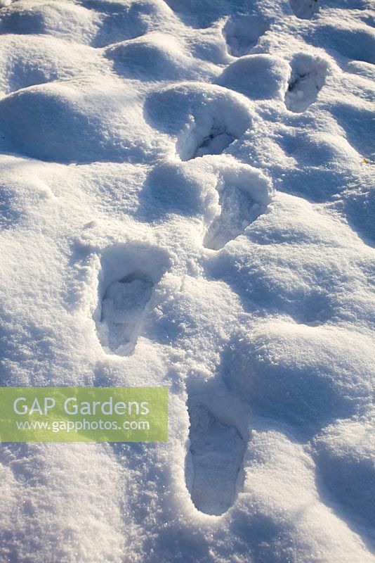 Footsteps in the snow leading trough the garden