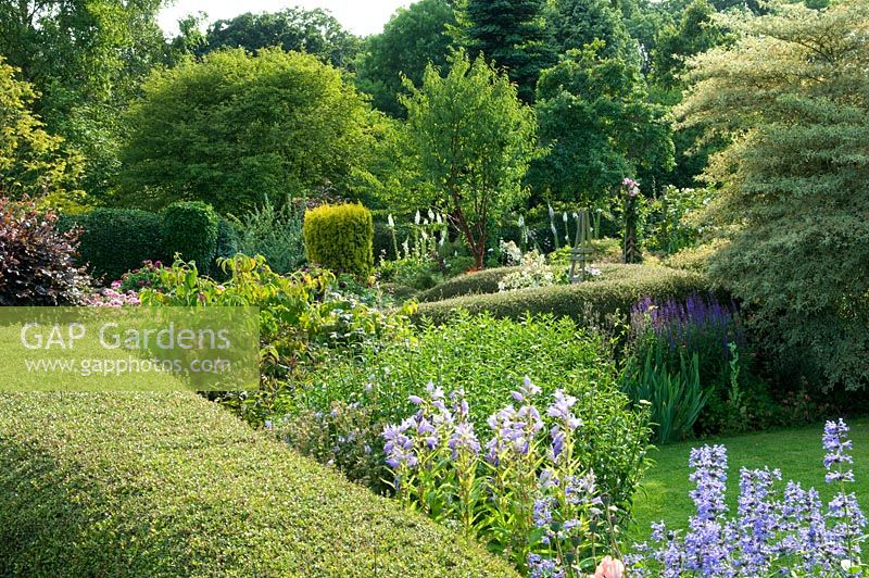Traditional English country cottage garden. View over hedge to borders of Cornus controversa 'Variegata', Campanula and Nepeta. Carol and Malcolm Skinner, Eastgrove Cottage, Worcs, UK