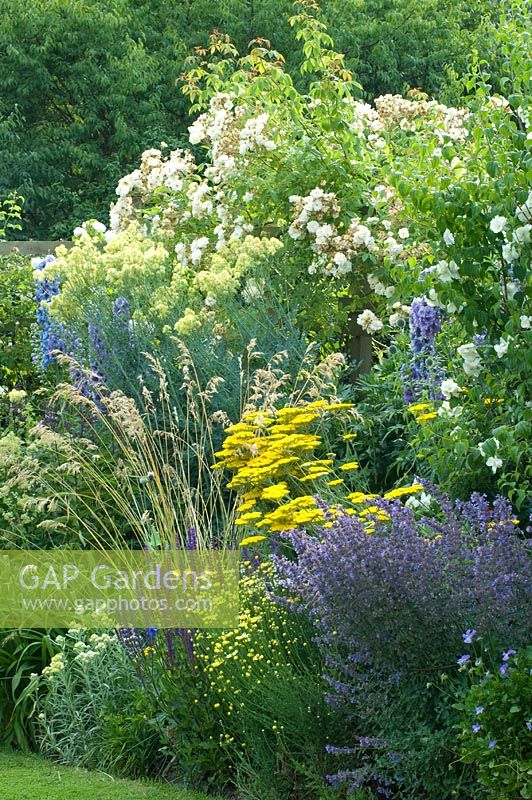 Blue, purple, white and yellow border of Delphinium, Achillea Nepeta,  Santolina, Thalictrum, Rosa and Philadelphus. Carol and Malcolm Skinner, Eastgrove Cottage, Worcs, UK