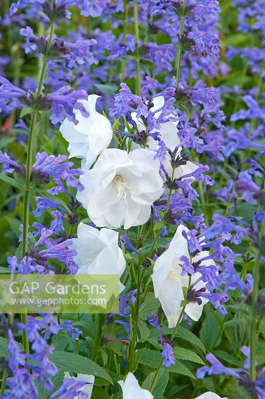 Campanula persicifolia and Nepeta. Carol and Malcolm Skinner, Eastgrove Cottage, Worcs, UK
  