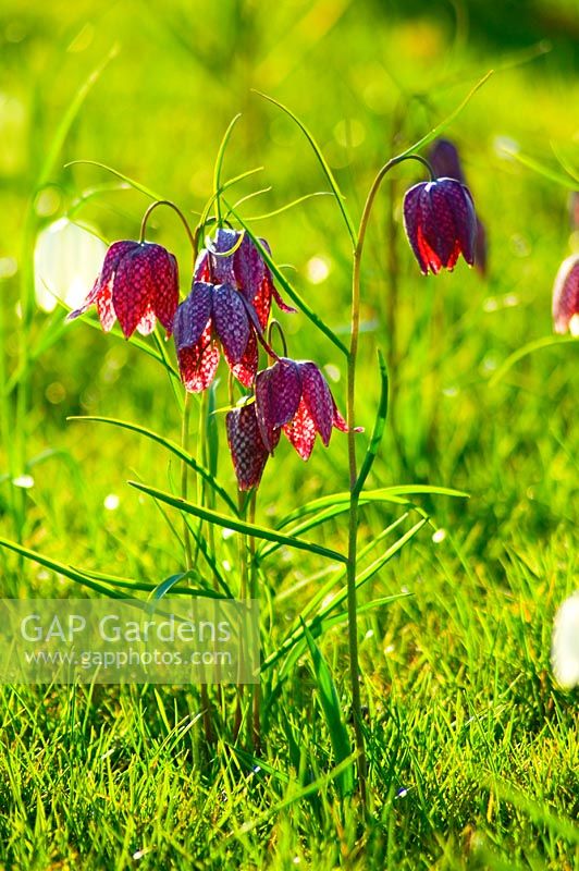 Fritillaria meleagris - Snakes Head Fritillary naturalised in grass, April