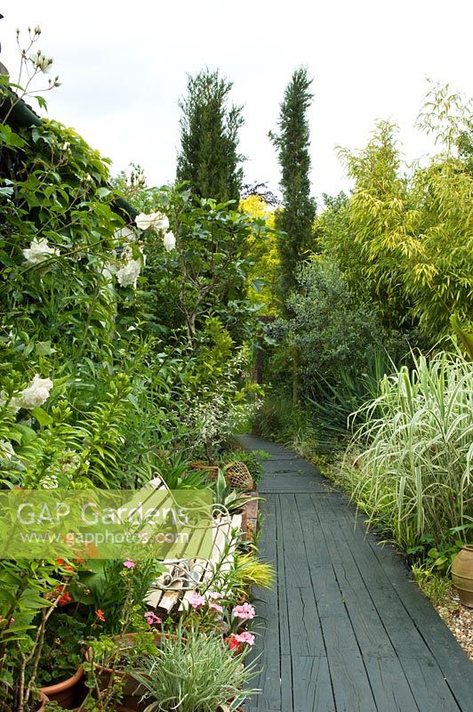 Small urban summer garden with decked path and wooden bench next to pots of Lilium, Bamboo, Grasses and Agave.
 