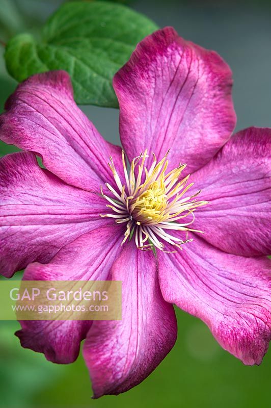 Clematis 'Pink Champagne'