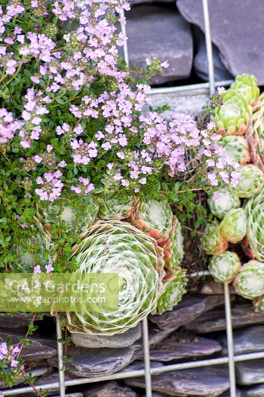 Thymus and Sempervivum growing in gabion wall 