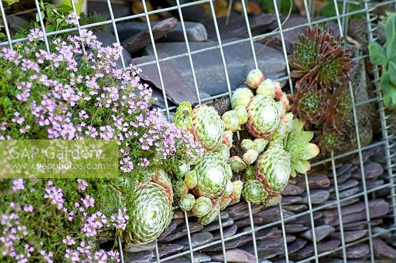 Thymus and Sempervivum growing in gabion wall 
