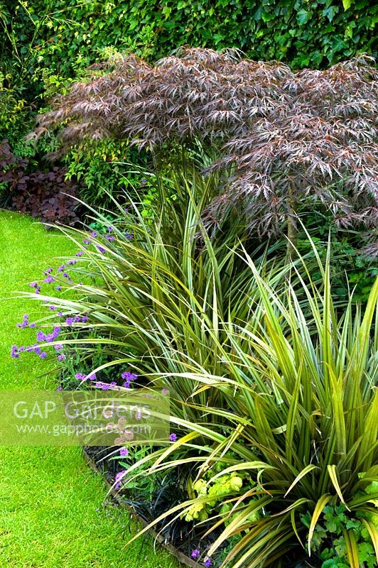 Astelia chathamica AGM, Verbena rigida and Acer palmatum var dissectum Atropurpureum Group - Urban garden in Highgate, London 