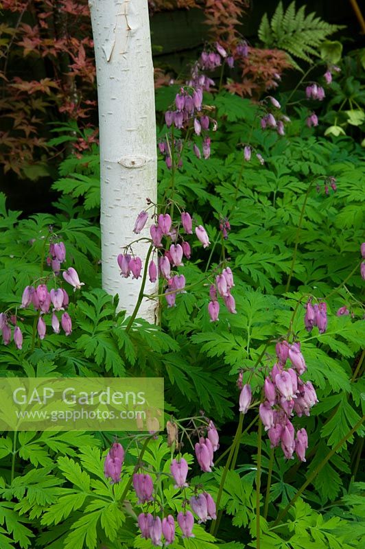 Small urban garden with Betula underplanted with Dicentra - NGS garden, Foster Road, Peterborough, Cambridgeshire