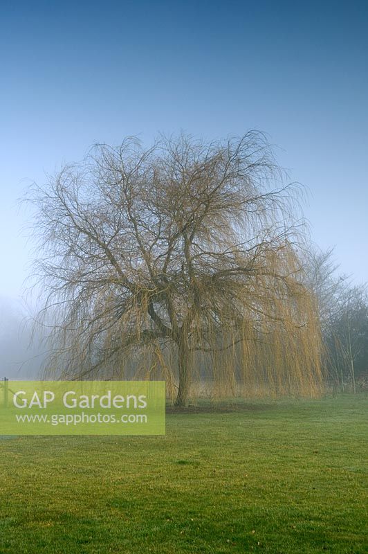 Salix in February - Rolls Farm, Helions Bumpstead, Essex