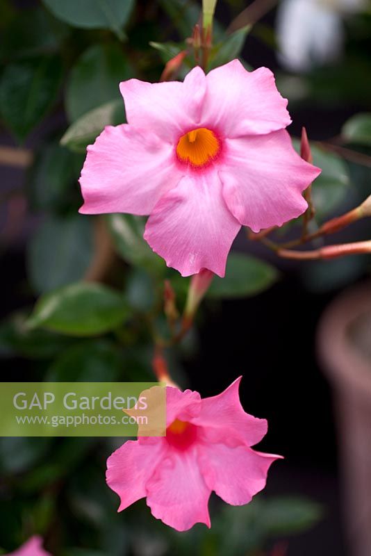 Mandevilla sundaville 'Pretty Rose'