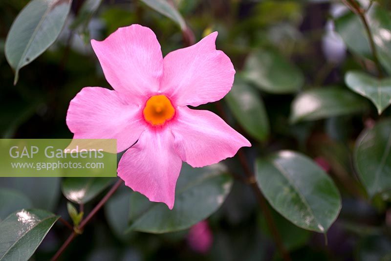 Mandevilla sundaville 'Pretty Rose'