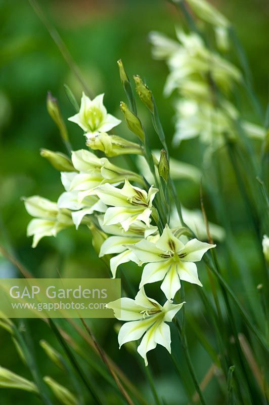 Gladiolus tristis 